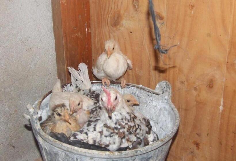 استراحتگاه Cabañas Cortijo El Helao