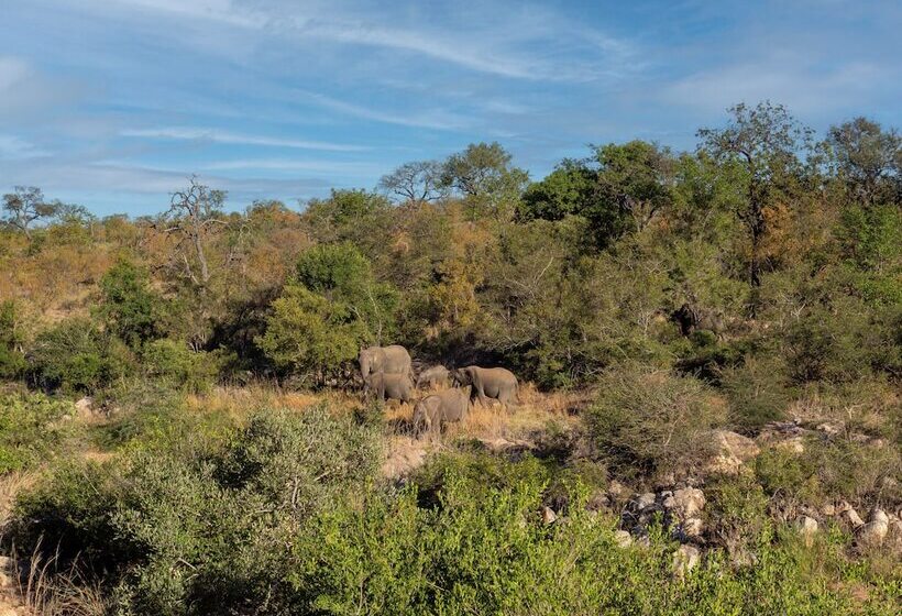 酒店 African Retreat Motswari By Newmark