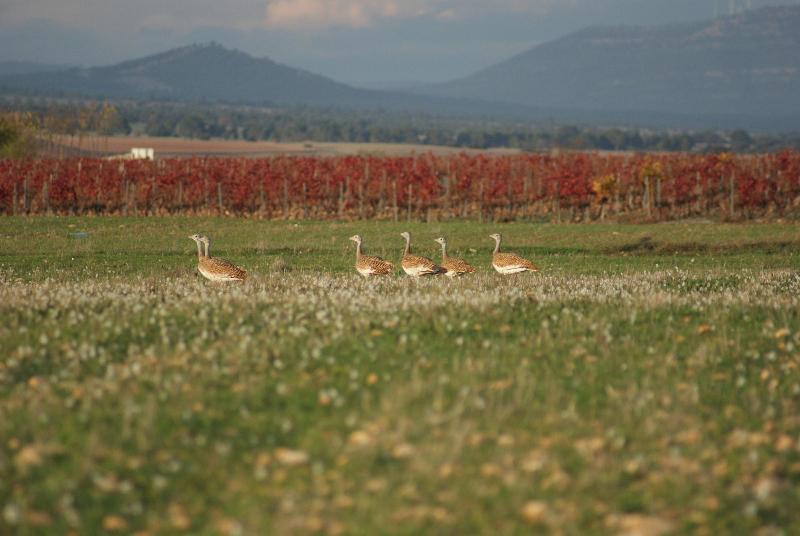Finca El Romeral