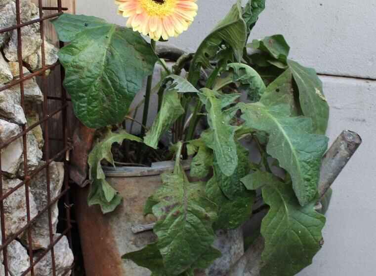پانسیون Cottonwood Guesthouse