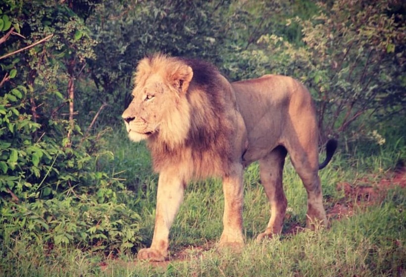 ホテル Baluleni Safari Lodge