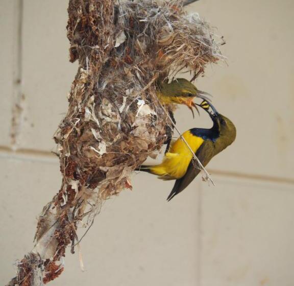 Sunbird Motel