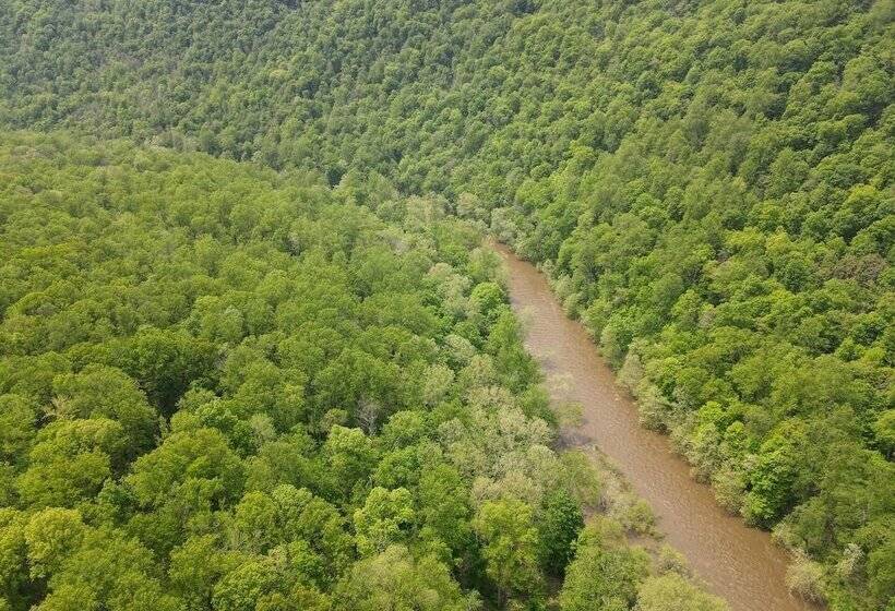 Bear Necessities  Forget Your Worries!