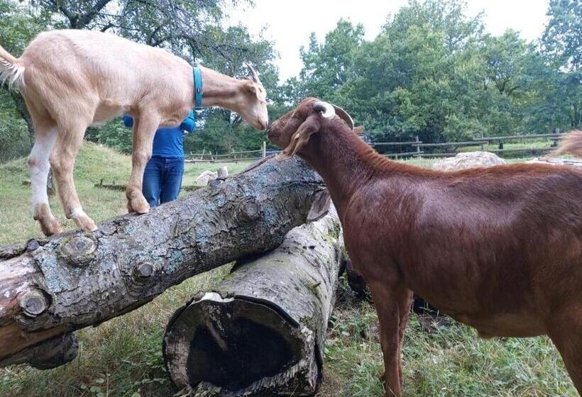 ベッドアンドブレックファースト Orangerie Zimmer Gehaichnishof 7born