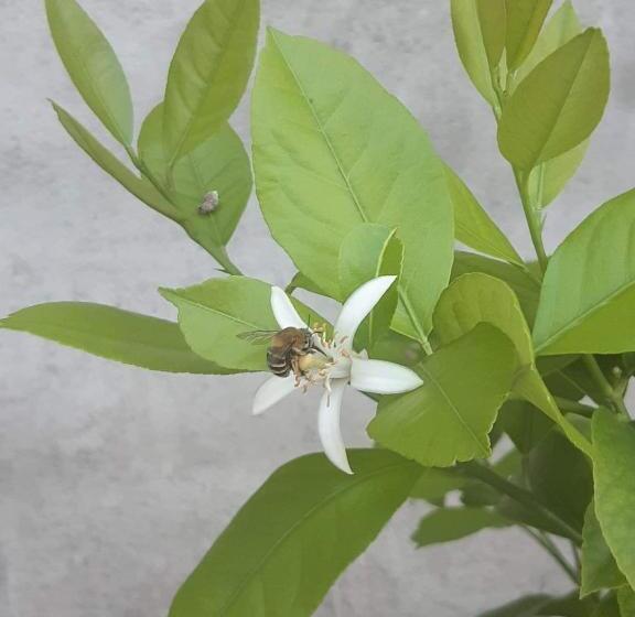 Schronisko Lemon Garden