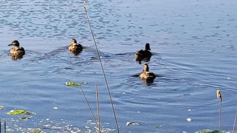 Clinton Pond Bed And Breakfast