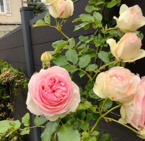 بنسيون La Renardière