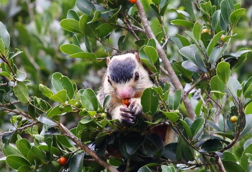 هتل Hornbill Forest Habarana