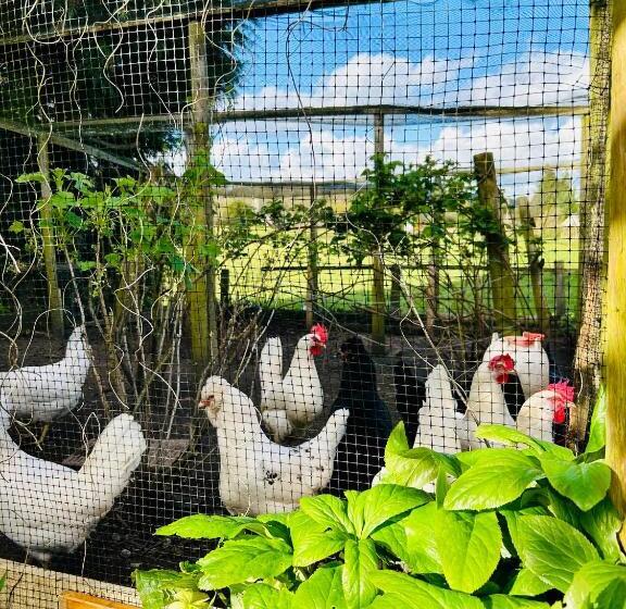 הוסטל The Stagg Inn & Classic Car Experience