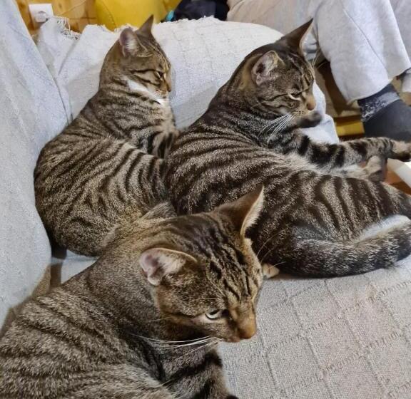 住宿加早餐  Casal Cura   Adults Only