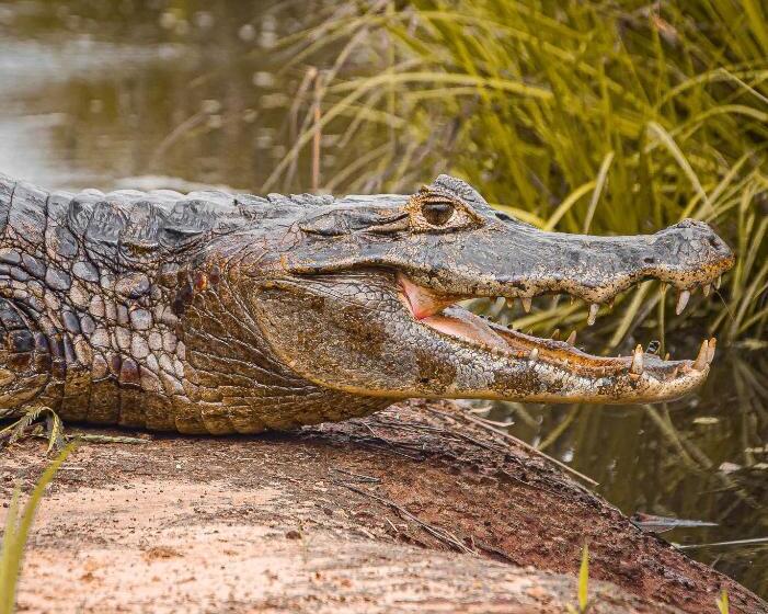 فندق Pousada São João   Estrada Parque Pantanal