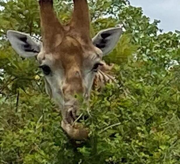 بنسيون Overnight Stop Before Kruger National Park