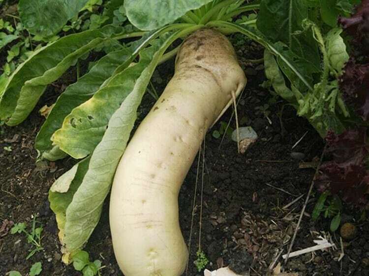 تختخواب و صبحانه Dreams Homestay