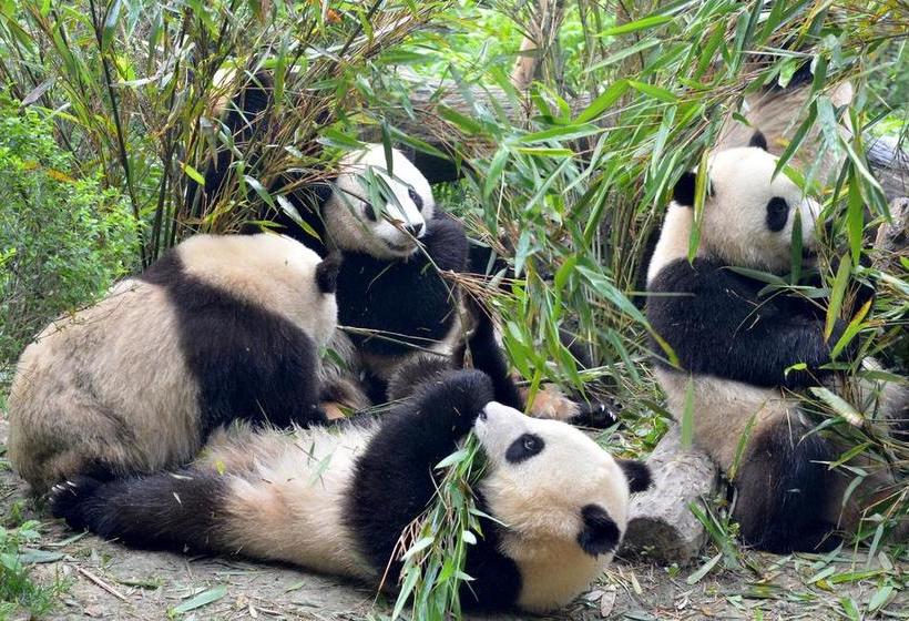 Fotos del hotel Rayfont Hotel Chengdu:  4