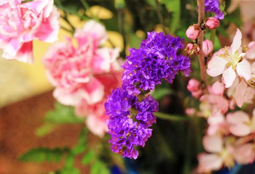 ريوكان Asahi Club