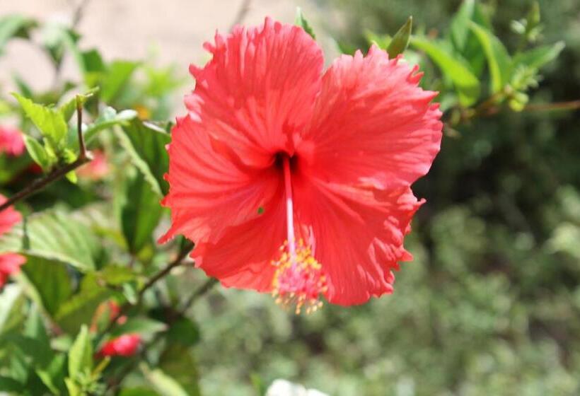 הוסטל Family Guest House