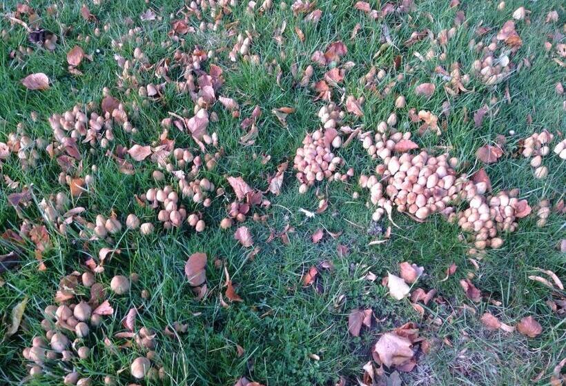 هاستل Nykøbing Falster Vandrehjem