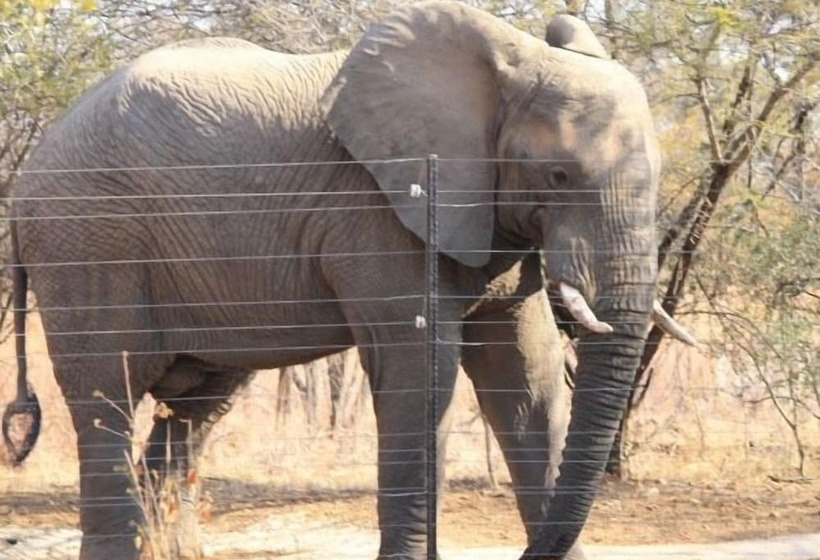 בית מלון כפרי Foreva Wild