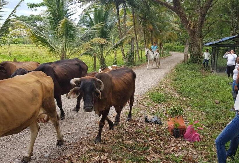 هتل Y Parque Turístico Navar City