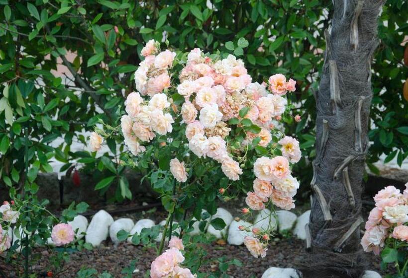 مبيت وإفطار La Coccinella