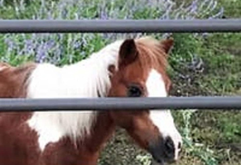 민박 City On A Hill At Spring Creek