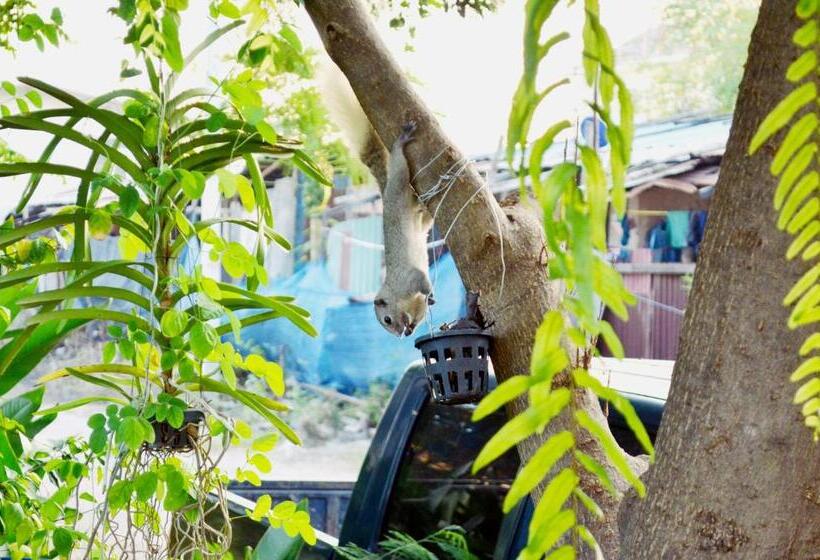 Early Bird Hostel Ayutthaya
