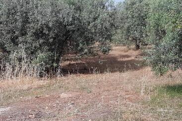 تختخواب و صبحانه Masseria Novelli
