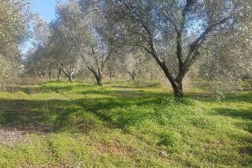 تختخواب و صبحانه Masseria Novelli