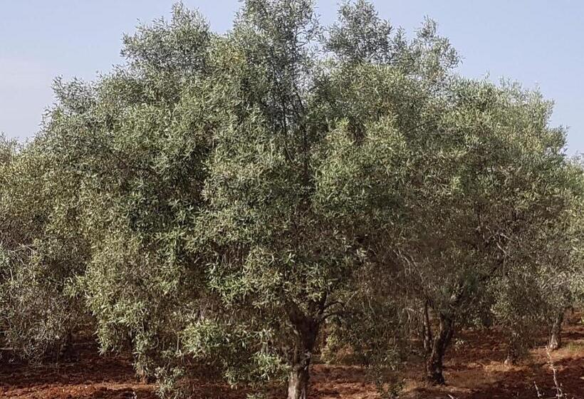 تختخواب و صبحانه Masseria Novelli