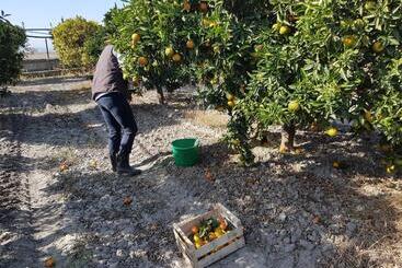 تختخواب و صبحانه Masseria Novelli
