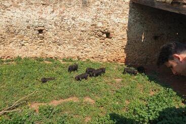 تختخواب و صبحانه Masseria Novelli