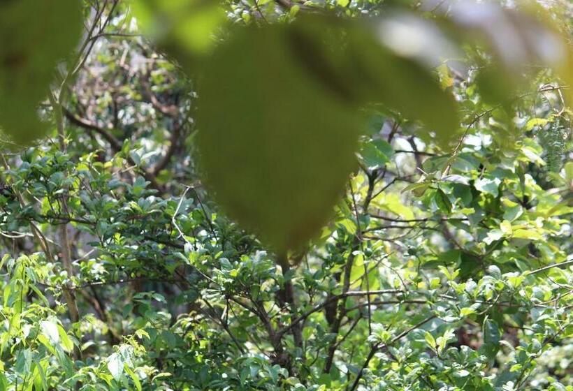 Отель Eshi Resorts And Restaurant   Bhimashankars Jungle Luxury Resort
