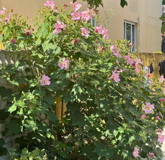 پانسیون Seaside Dream Inn Guest House