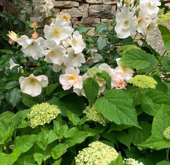 پانسیون Zotheca