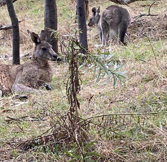 پانسیون Balcombe Retreat Mornington