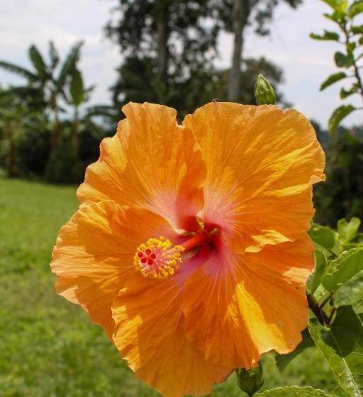 هتل El Paraiso Campestre