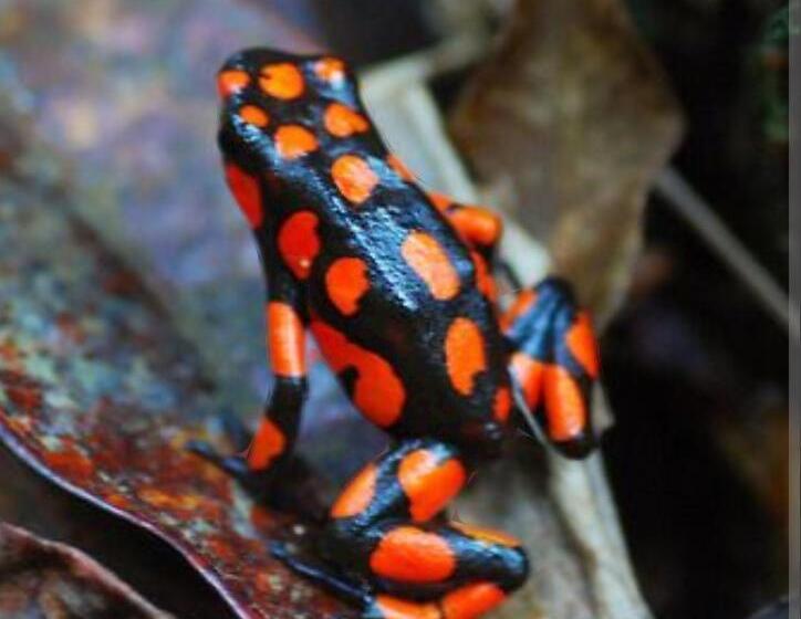 هاستل Mar Y Selva