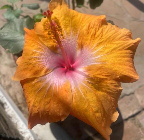 בית מלון כפרי Waltako Beach Culture