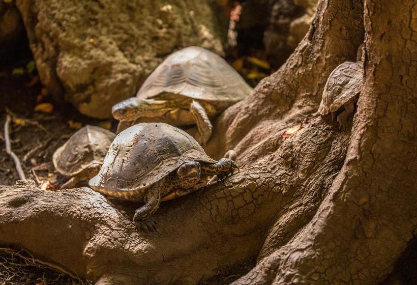 هاستل Hostal La Tortuga Booluda