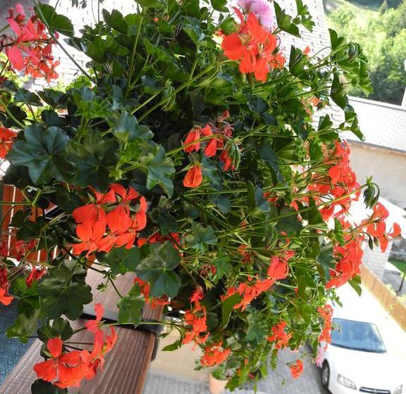 Privatzimmer / Bed & Breakfast