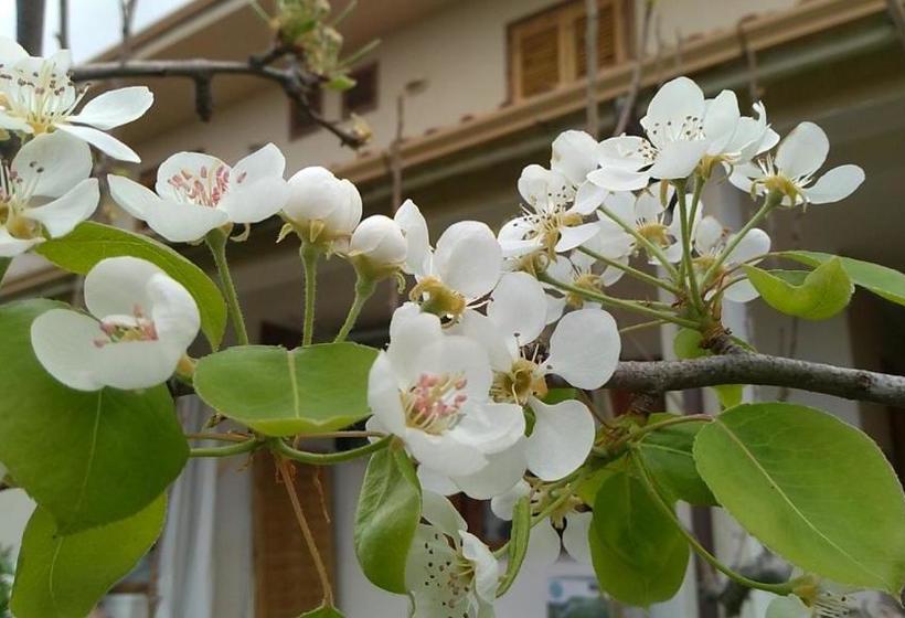 تختخواب و صبحانه I Fiori Di Sicilia