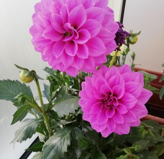 민박 I Fiori