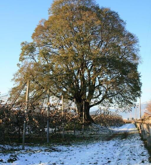 مبيت وإفطار Al Bagolaro
