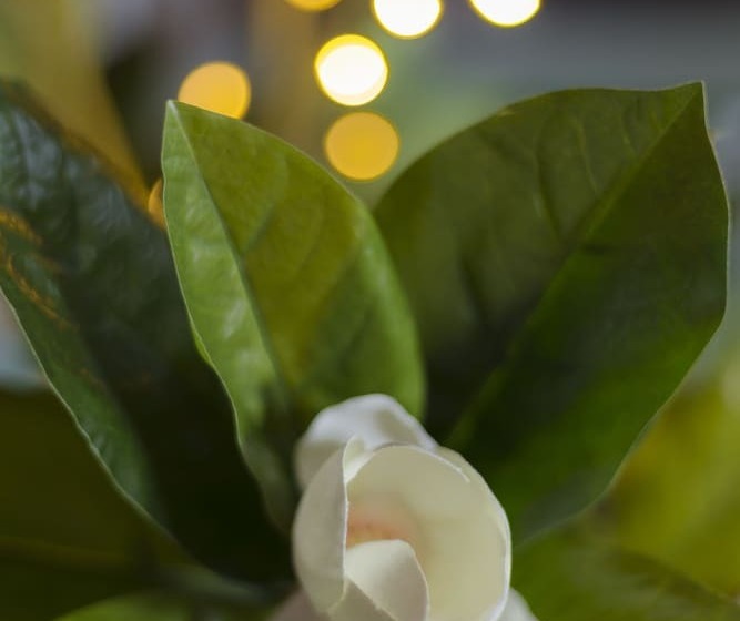 تختخواب و صبحانه Deportel Cali