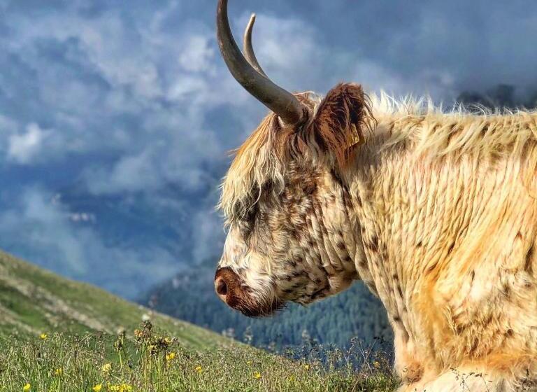 هتل Passo Sella Dolomiti Mountain Resort