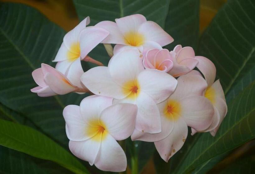 تختخواب و صبحانه Villa Felice