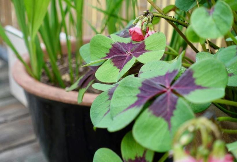 호텔 Bedhub - Swisslodge Arbon