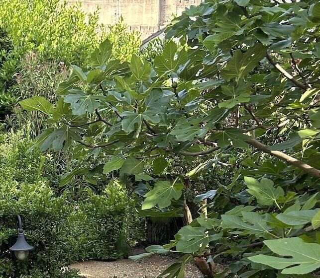 تختخواب و صبحانه La Villa Carcassonne
