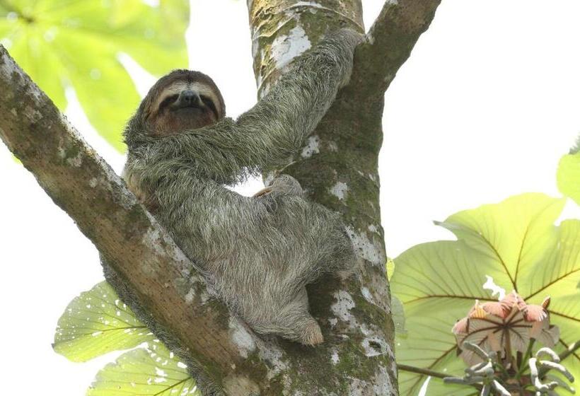 בית מלון כפרי Golden Pineapple Villas Adults Only