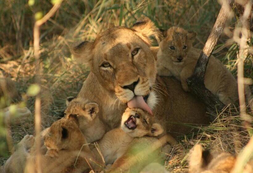 Mjejane Bush Camp By Dream Resorts
